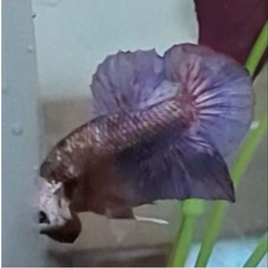 Purple Copper Monster HMPK Betta