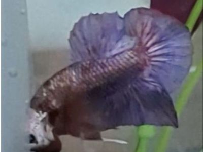 Purple Copper Monster HMPK Betta