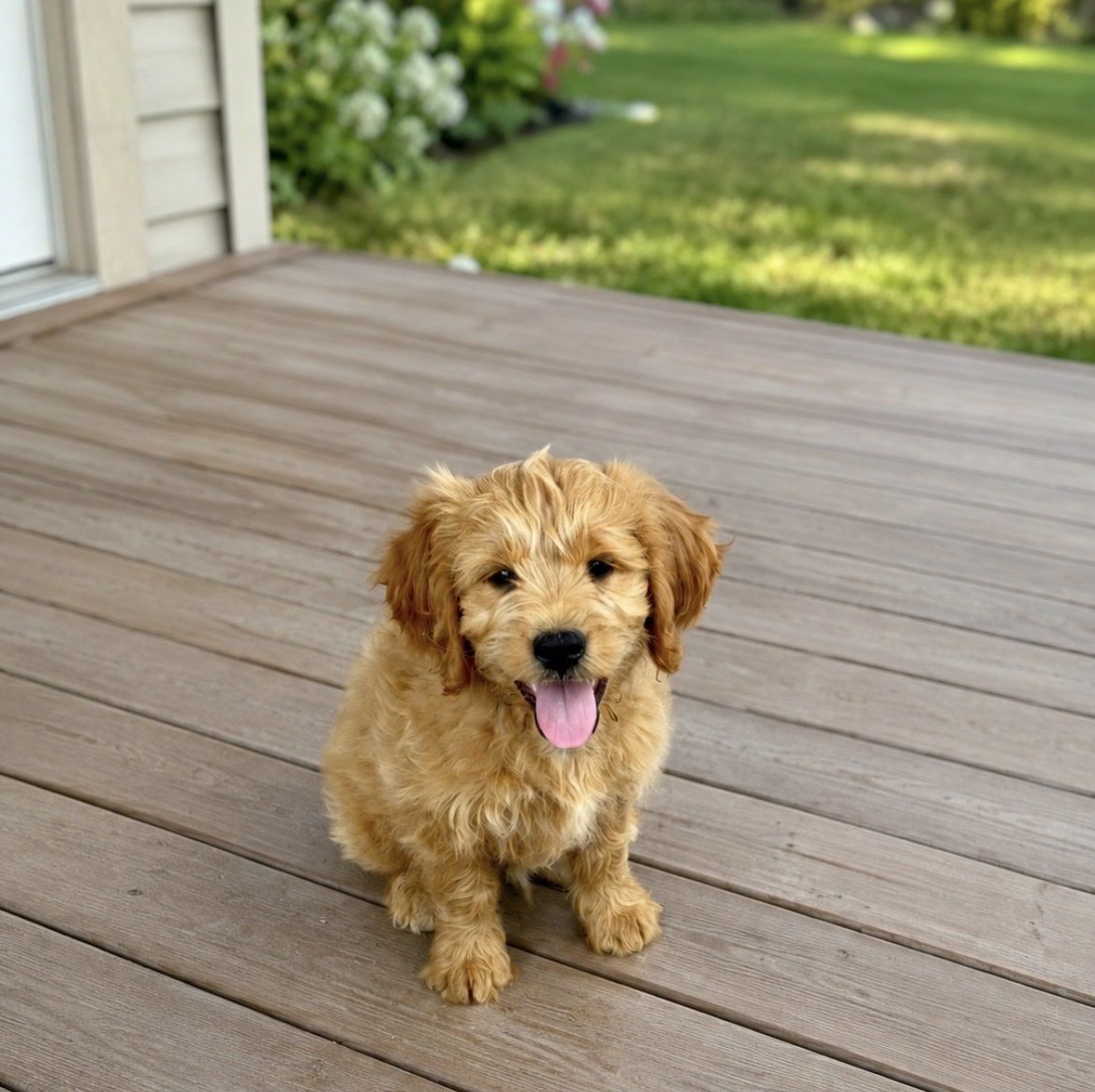 Mini Goldendoodle F1 Ready Today.