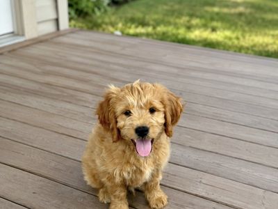 Mini Goldendoodle F1 Ready Today.