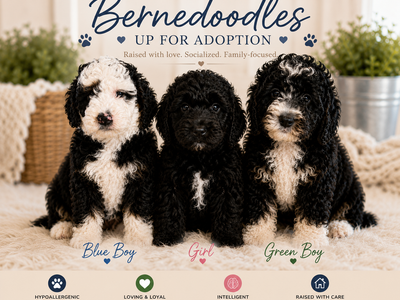Bernedoodles Puppies