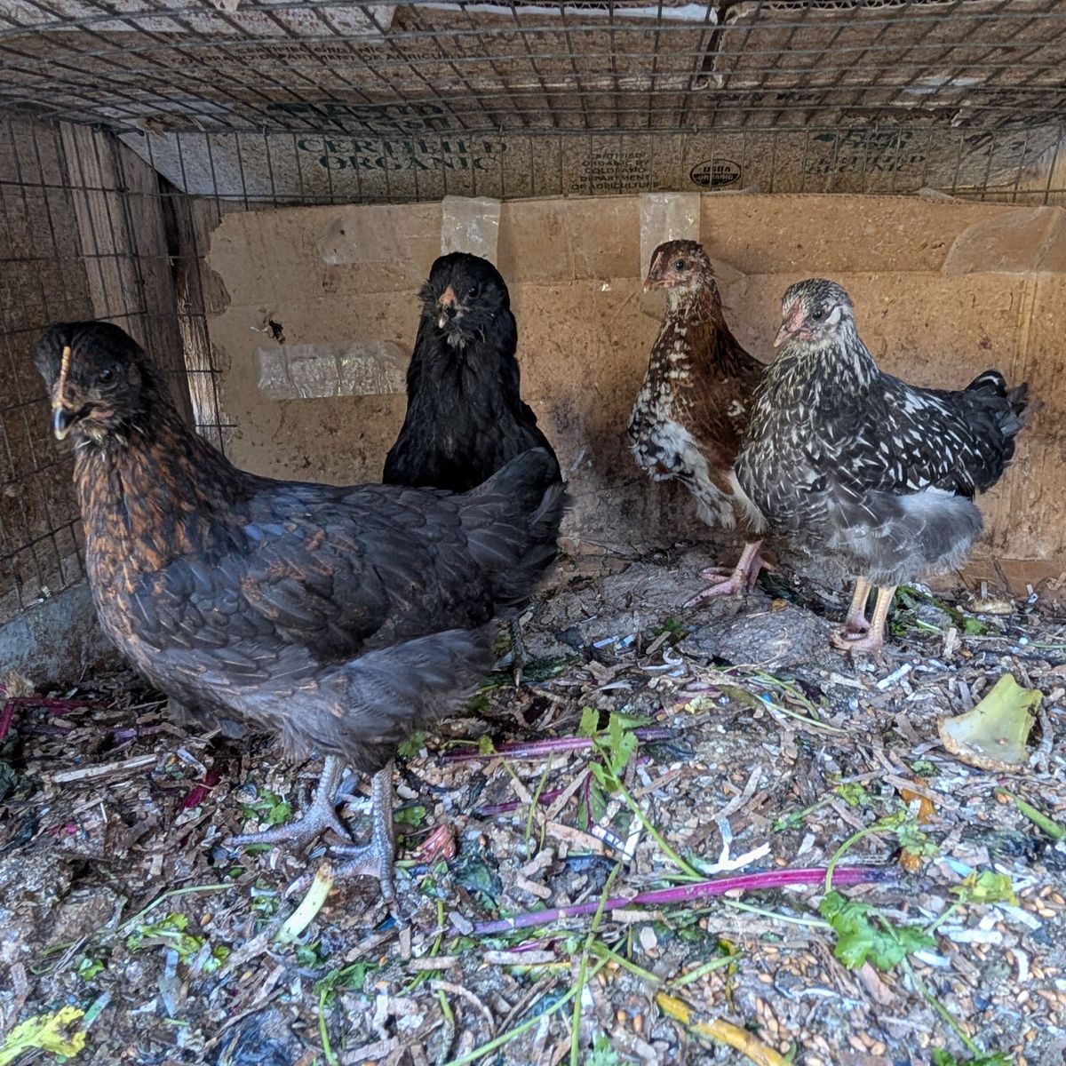 Young prolific laying hens of various breeds