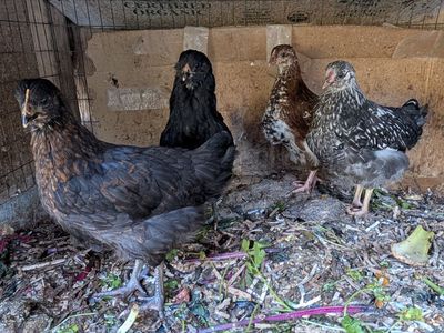 Young prolific laying hens of various breeds