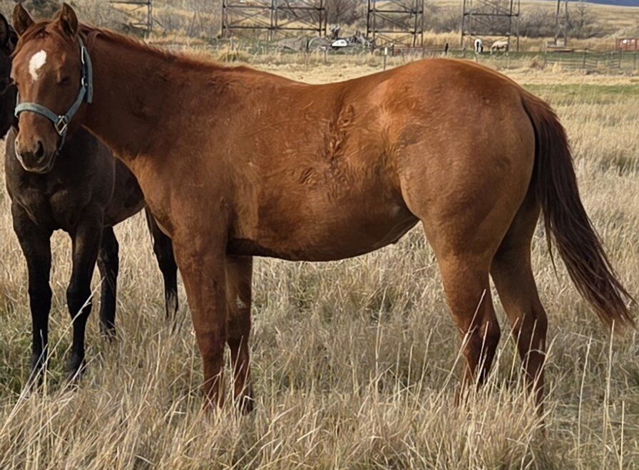 2 yr old AQHA Two eyed/Genuine Hombre Bred filly