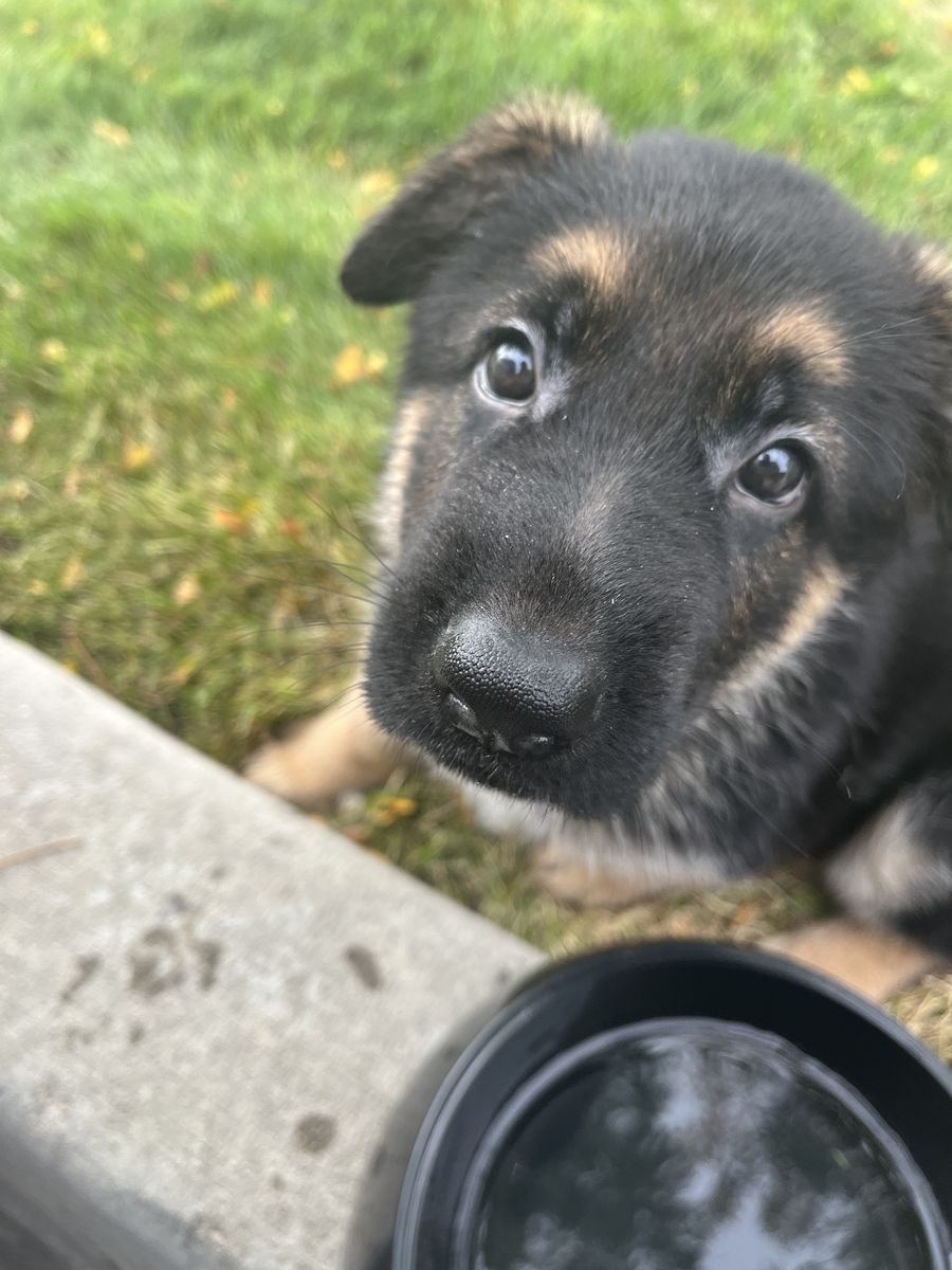 German Shepherd Puppies