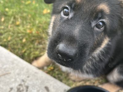 German Shepherd Puppies