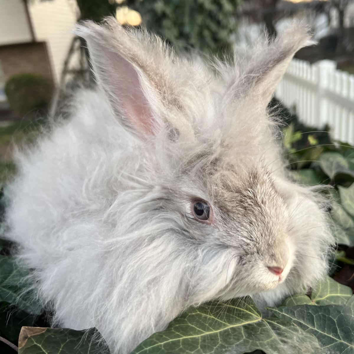Pedigreed English Angora Baby Bunny Buck -Chin