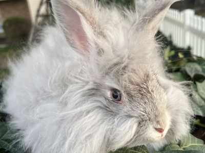 Pedigreed English Angora Baby Bunny Buck -Chin