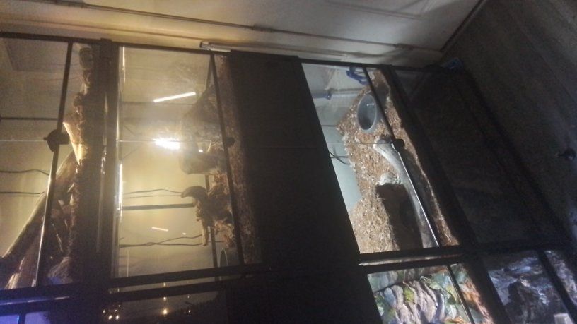 8 40gallon stackable enclosures and snakes