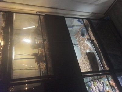 8 40gallon stackable enclosures and snakes