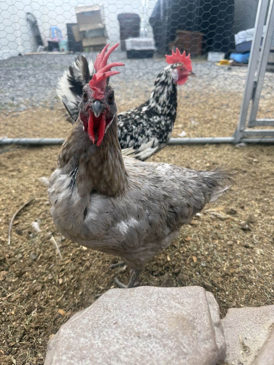 Blue Andalusian Hen - 1.5 Years Old, Good Layer