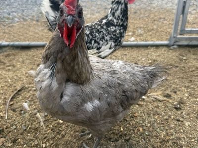 Blue Andalusian Hen - 1.5 Years Old, Good Layer