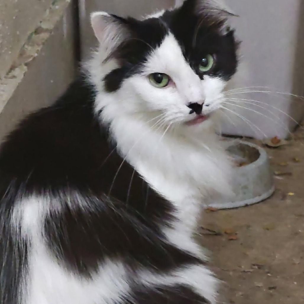 Hello my name is "Oreo"