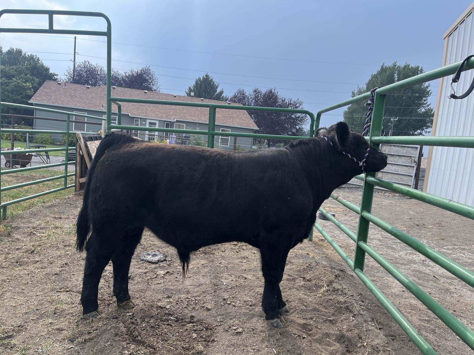 Simmental Bull Calf