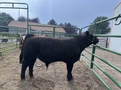 Simmental Bull Calf