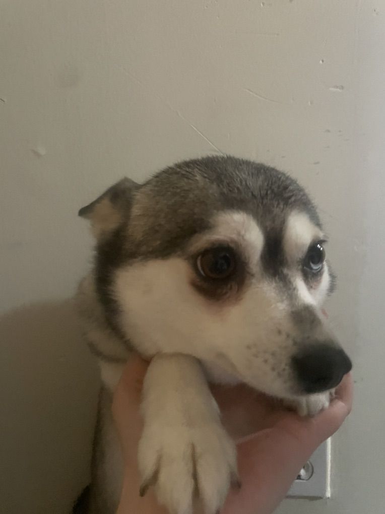 Alaskan Klee Kai/ Pomsky