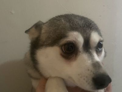 Alaskan Klee Kai/ Pomsky