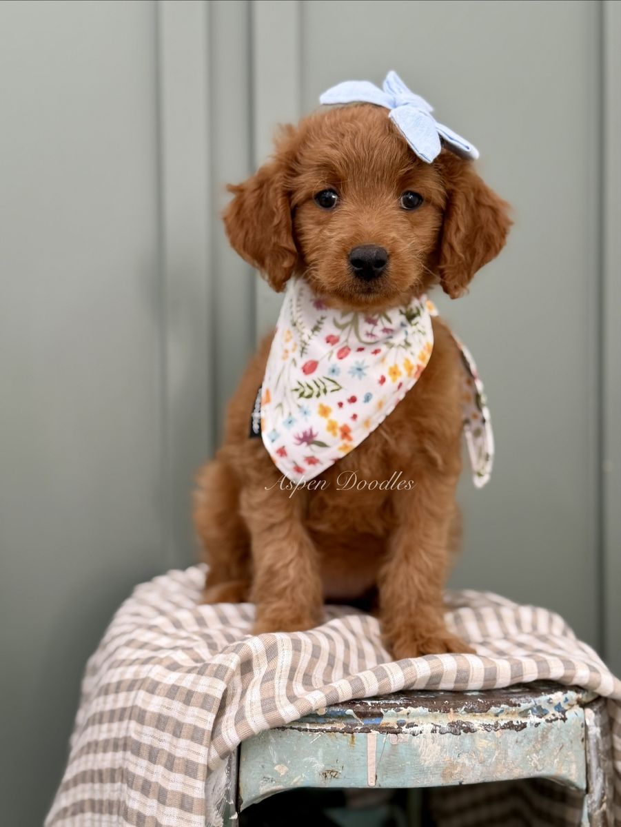 Petite Goldendoodle