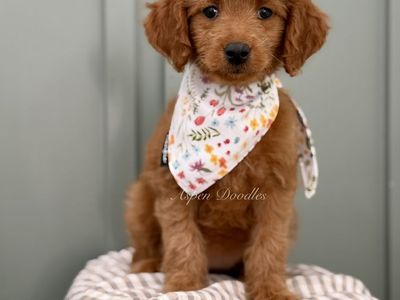 Petite Goldendoodle