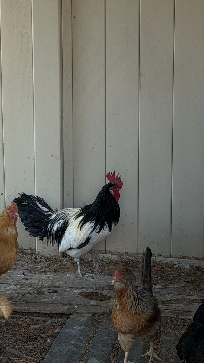 Lakenvelder Rooster