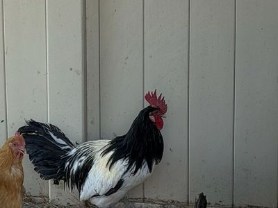 Lakenvelder Rooster