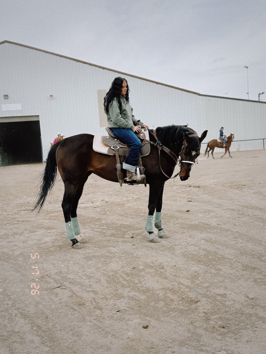 6 year old papered bay appendix mare for sale