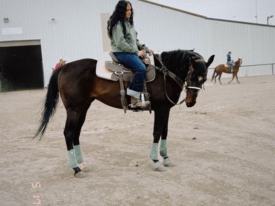 6 year old papered bay appendix mare for sale