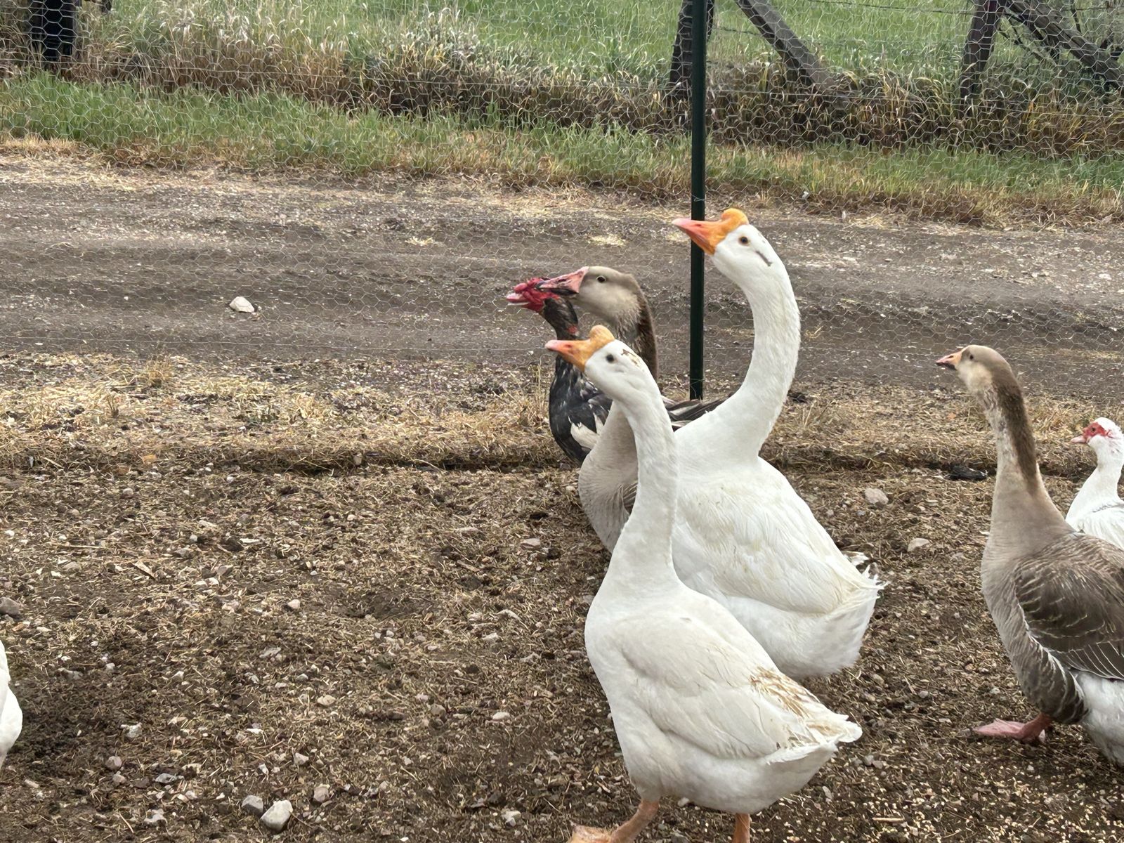 White Chinese Geese Breeding Pair