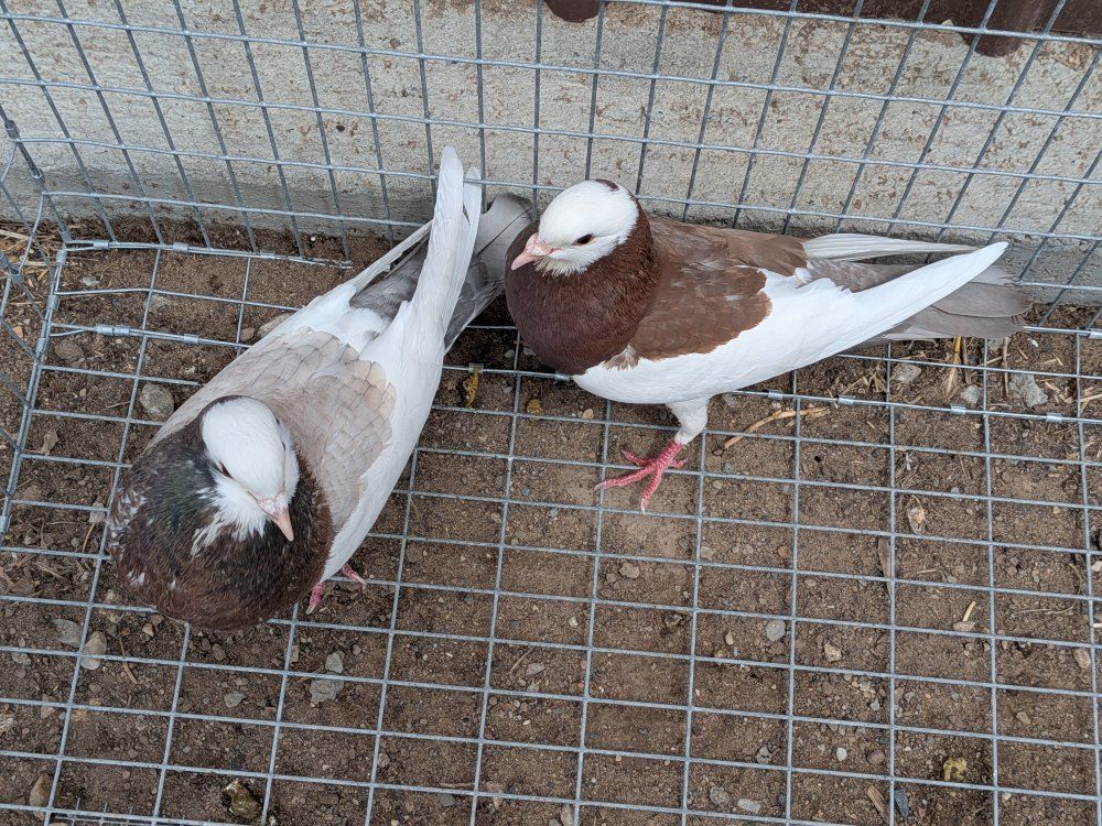pigeons