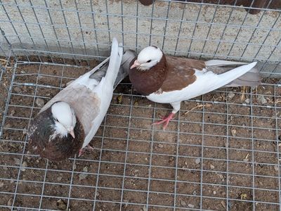 pigeons