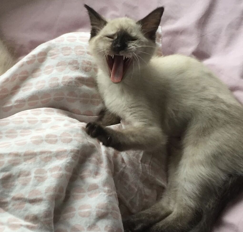 Ragdoll Russian Blue Mix Female, Allergy Friendly!