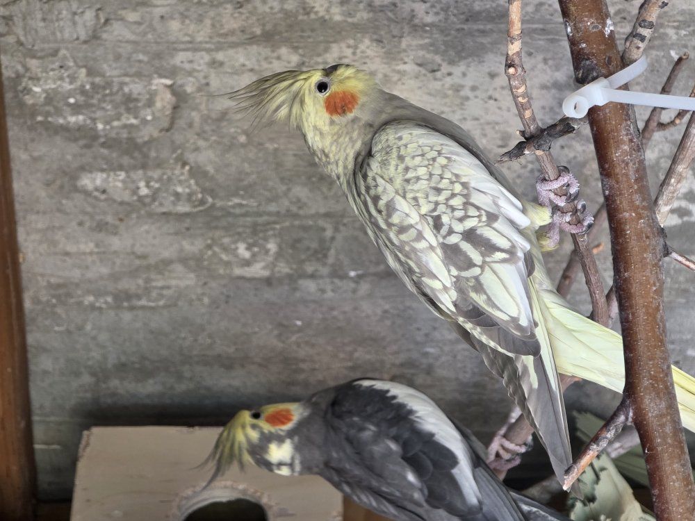 Cockatiels