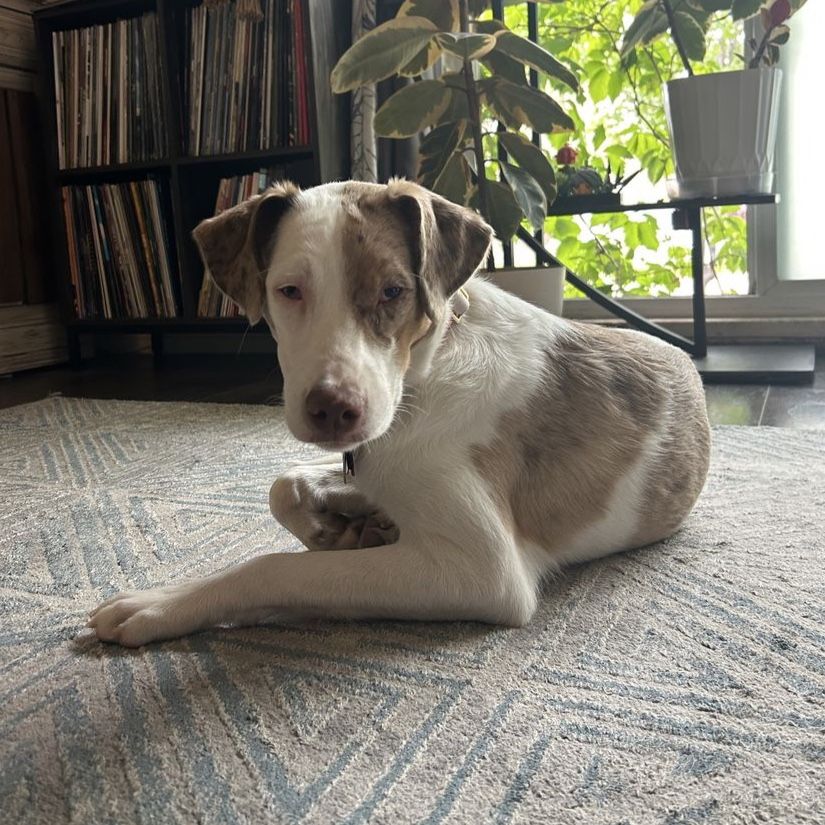 Aussie Merle Mix Puppy