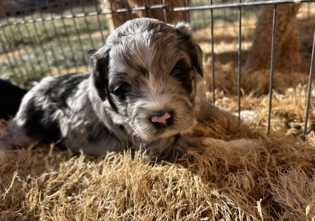 Mini Aussie Doodle Puppies