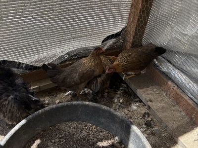 Chickens