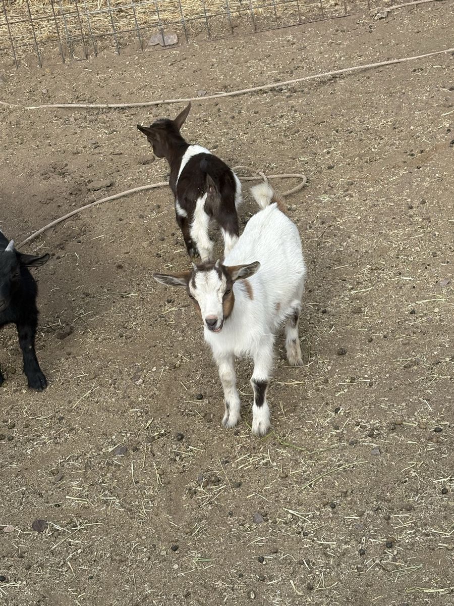 Pygmy goat doeling