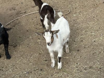 Pygmy goat doeling