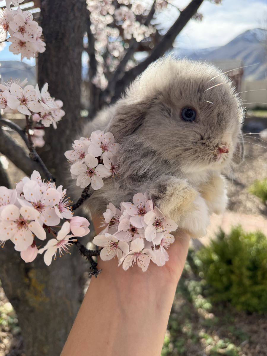 Baby Blue Eyed Easter Bunnies