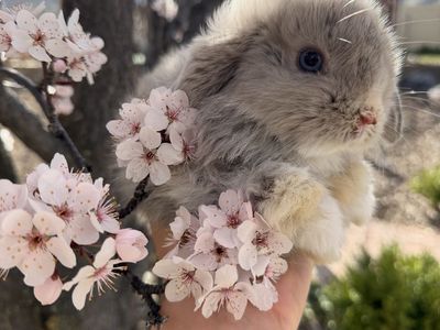 Baby Blue Eyed Easter Bunnies