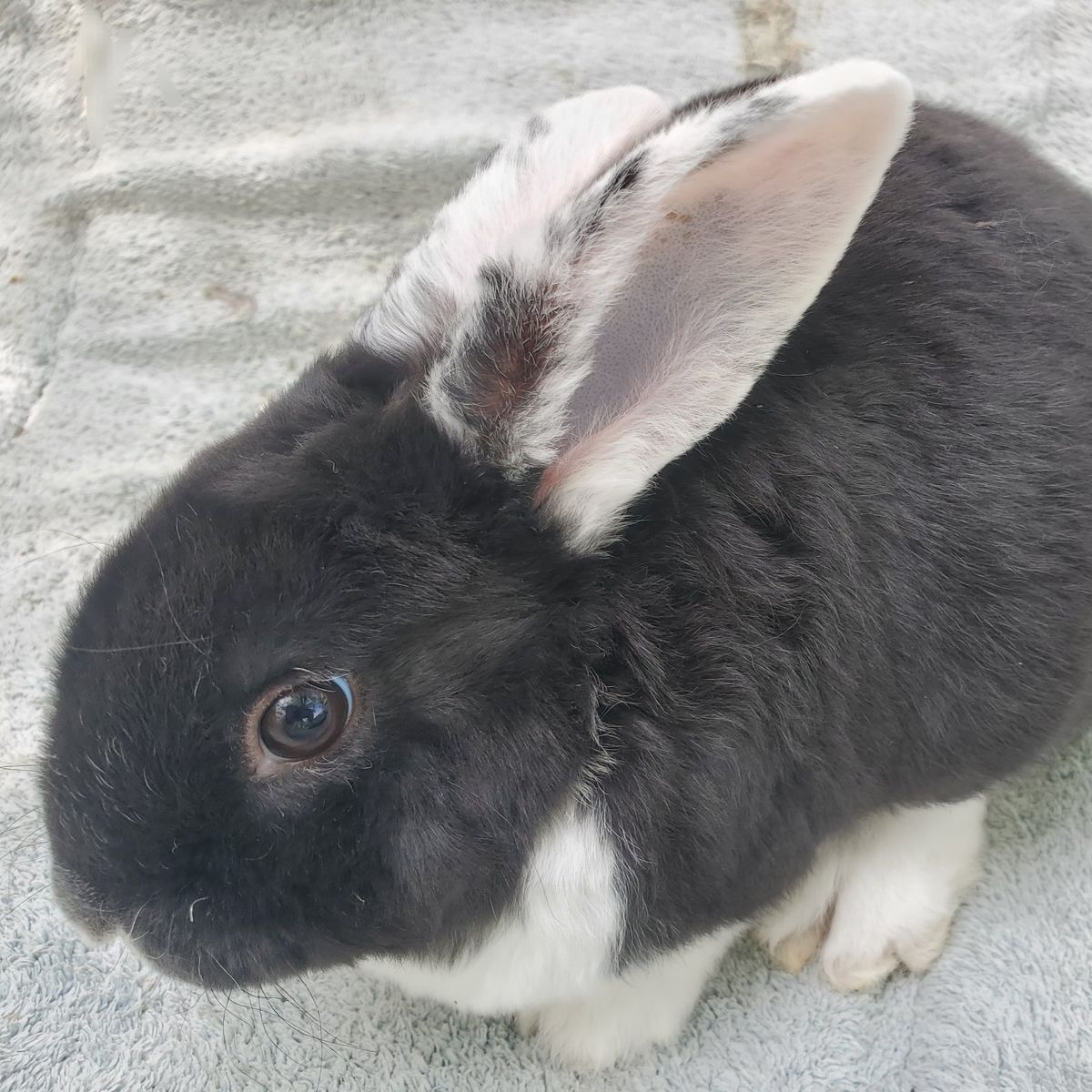 Purebred Mini Rex Baby Bunny White Ear Buck