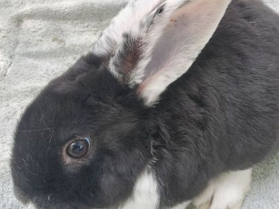 Purebred Mini Rex Baby Bunny White Ear Buck