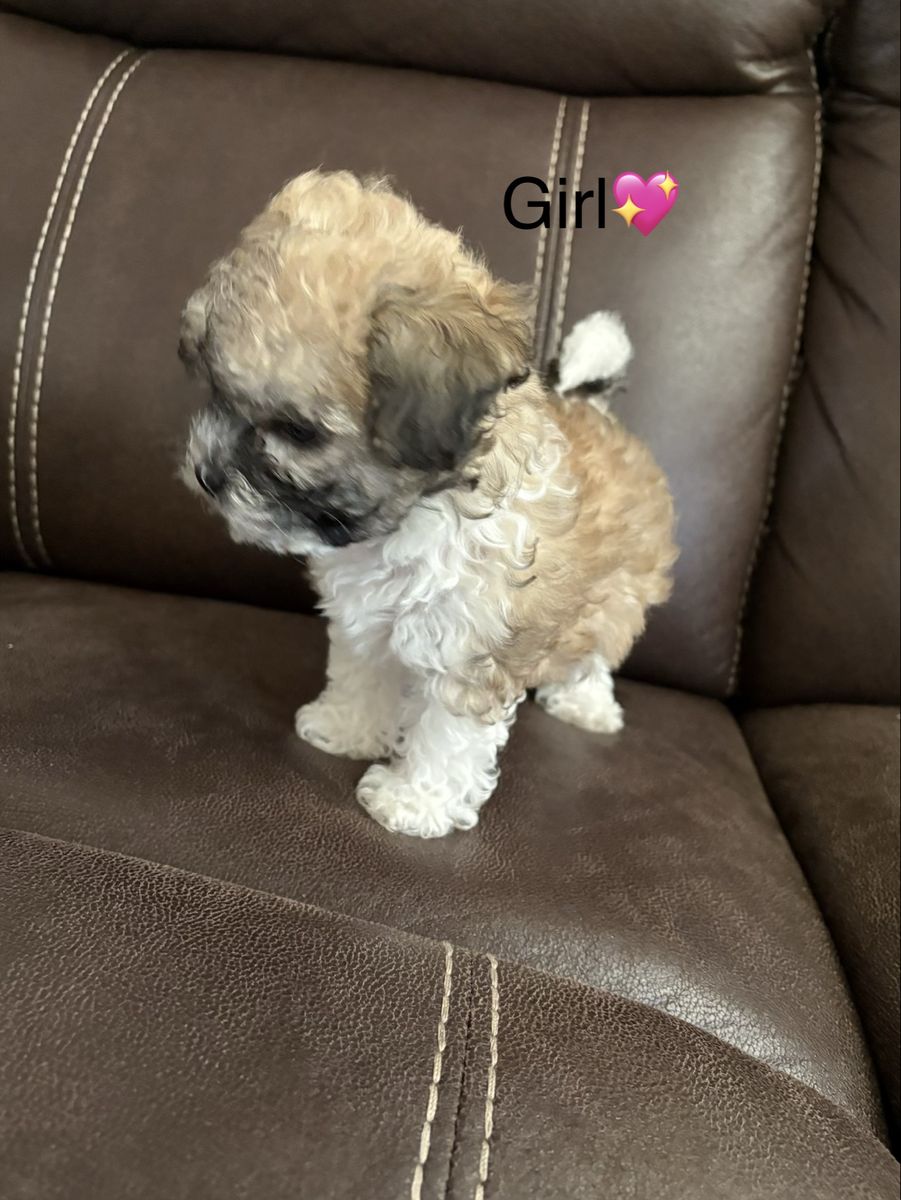 Adorable Shih-Poo Puppy (Girl) and (Boy) - Ready for Her Forever Home!