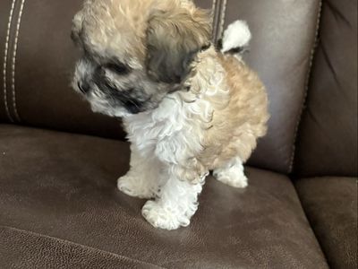 Adorable Shih-Poo Puppy (Girl) and (Boy) - Ready for Her Forever Home!