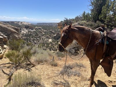 AQHA Red Roan Gelding