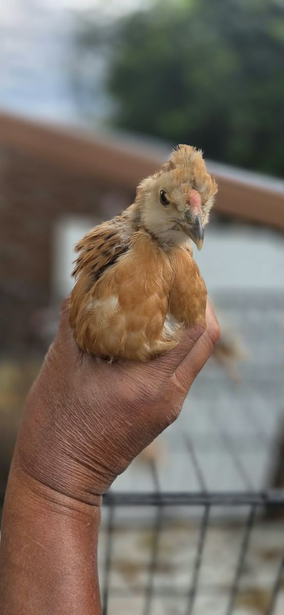 Baby Chicks