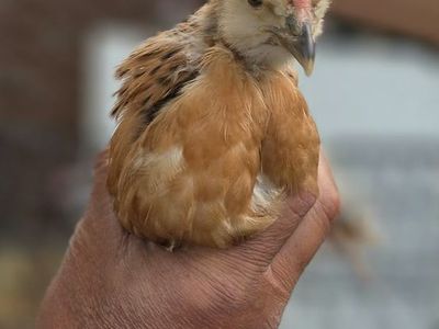 Baby Chicks