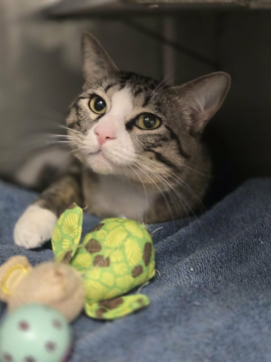 A164892 Tommy is Available for Adoption!