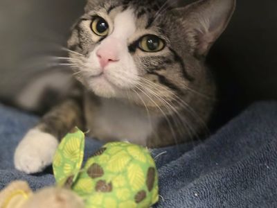 A164892 Tommy is Available for Adoption!