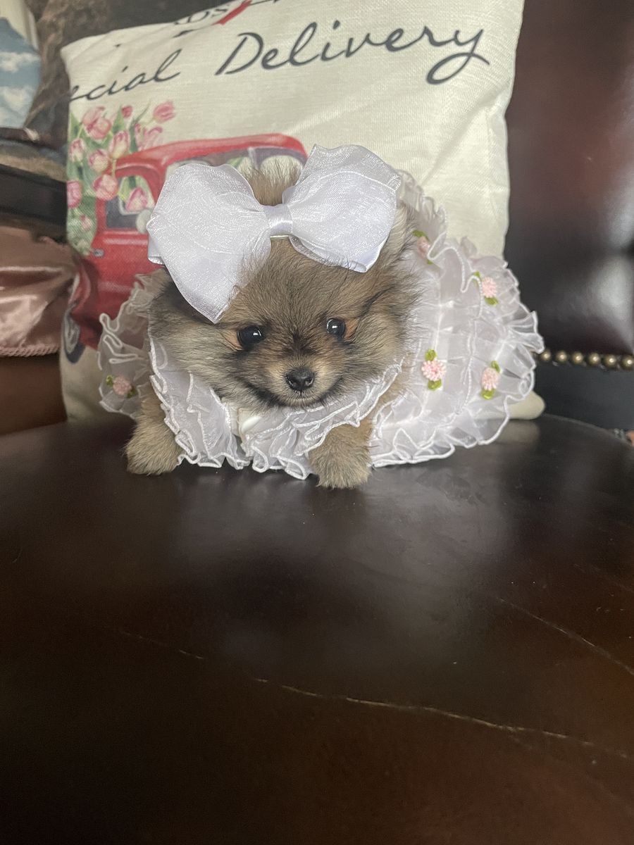 Teeny Tiny teacup AKC Pomeranian puppies sale/trade
