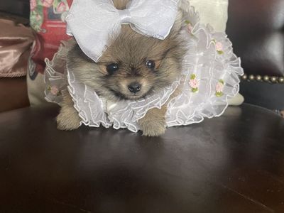 Teeny Tiny teacup AKC Pomeranian puppies sale/trade